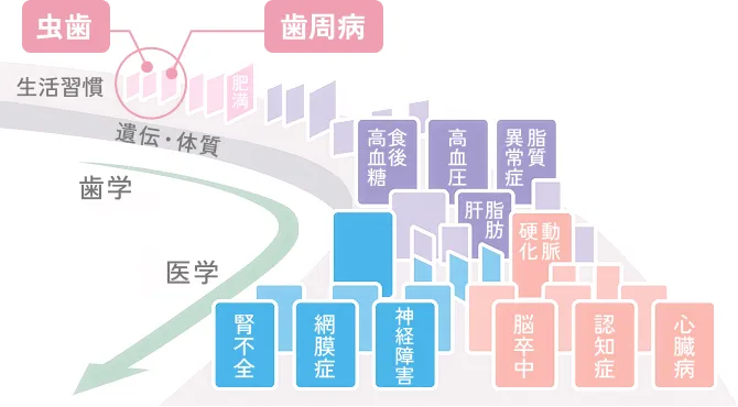 メタボリックドミノ図