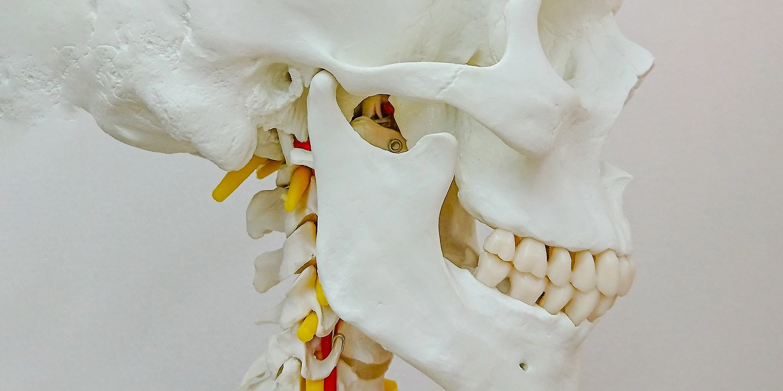 噛み合わせ・顎関節症とは